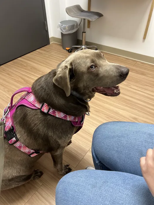 Indy Veterinary Care Picture 5