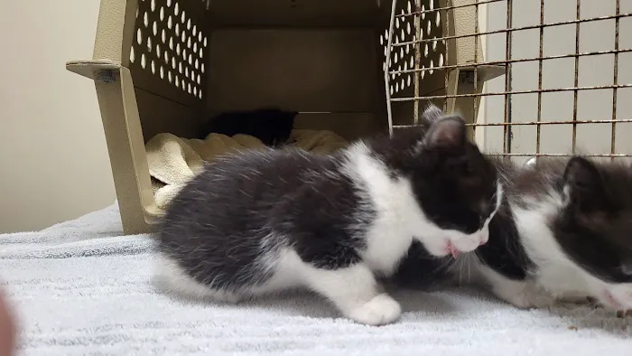 Indy Veterinary Care Picture 9