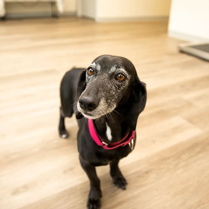 Indy Veterinary Care Picture 8