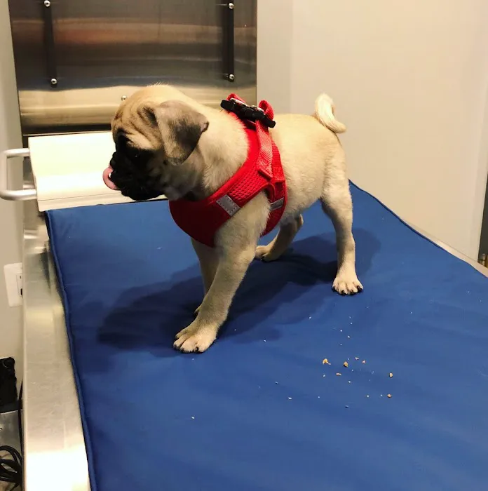 Northern Liberties Veterinary Center Picture 5