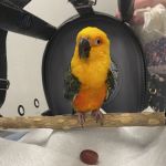 Avian & Exotic Philly Vet Medical Surgical Clinic