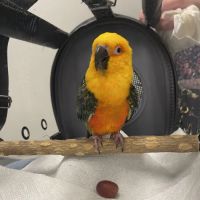Avian & Exotic Philly Vet Medical Surgical Clinic ico
