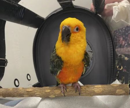 Avian & Exotic Philly Vet Medical Surgical Clinic