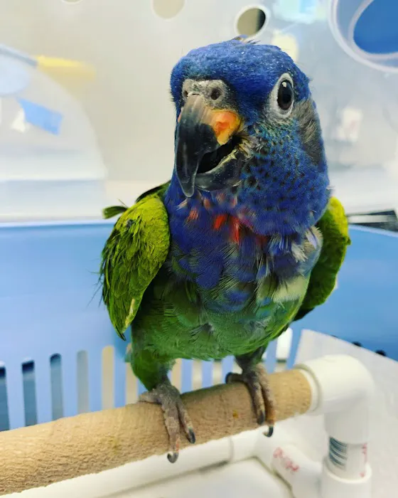 Avian & Exotic Philly Vet Medical Surgical Clinic Picture 7