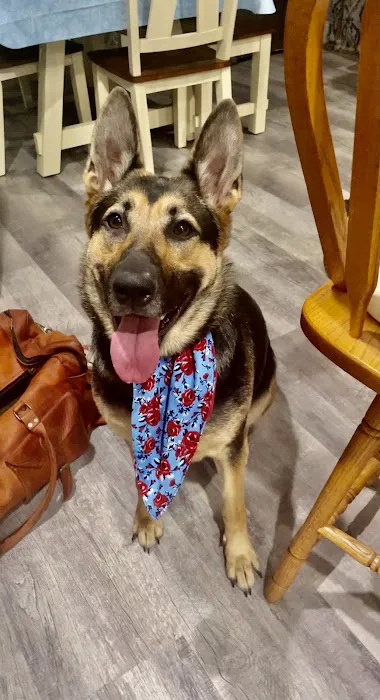 Pet Dermatology Center Philly Picture 10