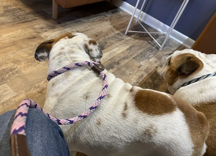 Pet Dermatology Center Philly Picture 7