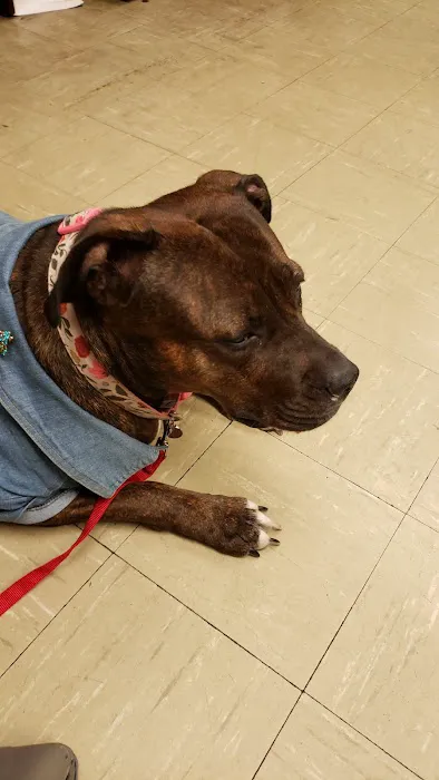 Broad Street Animal Hospital Picture 1