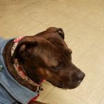 Broad Street Animal Hospital