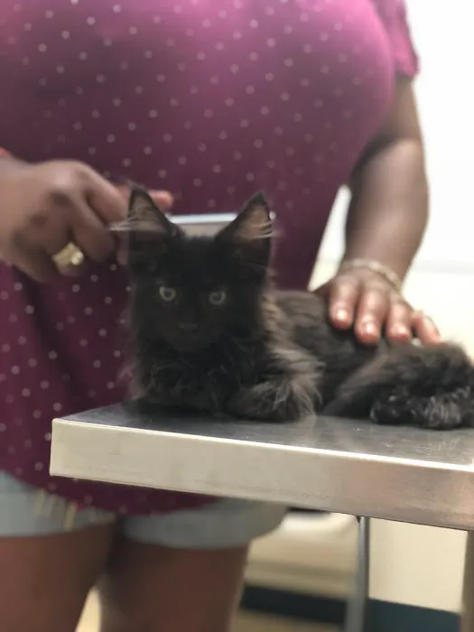 Broad Street Animal Hospital Picture 5