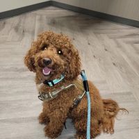 Art Museum Veterinary Center ico