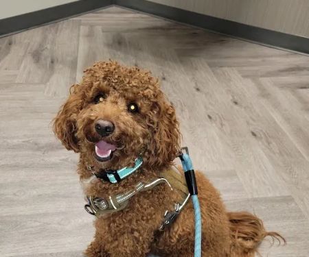 Art Museum Veterinary Center