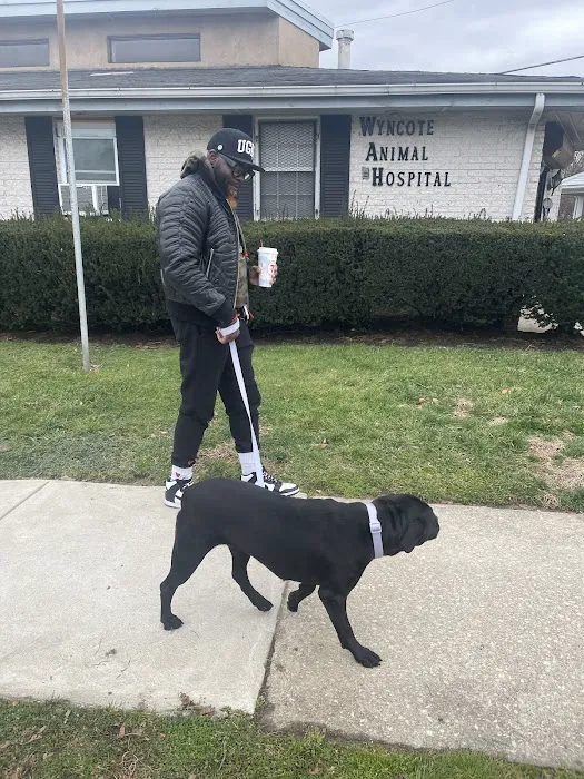 Wyncote Animal Hospital Picture 2