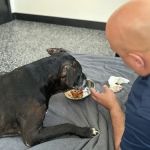 Wyncote Animal Hospital