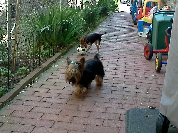 Wyncote Animal Hospital Picture 4
