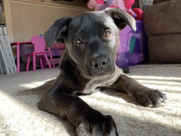 Animals First + Veterinary Hospital & Urgent Care Picture 1