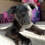 Animals First + Veterinary Hospital & Urgent Care