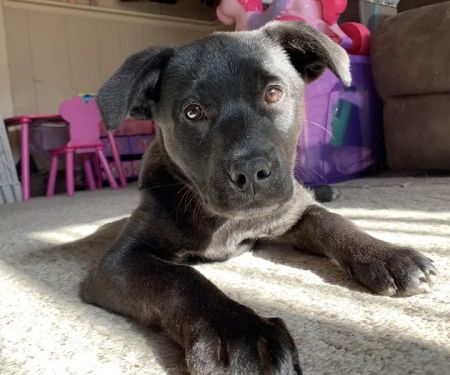 Animals First + Veterinary Hospital & Urgent Care