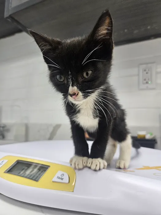 Animals First + Veterinary Hospital & Urgent Care Picture 5