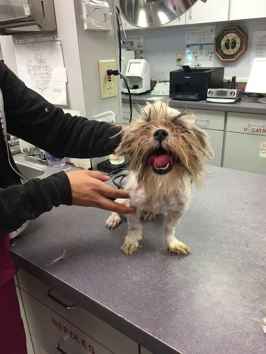 Animals First + Veterinary Hospital & Urgent Care Picture 6