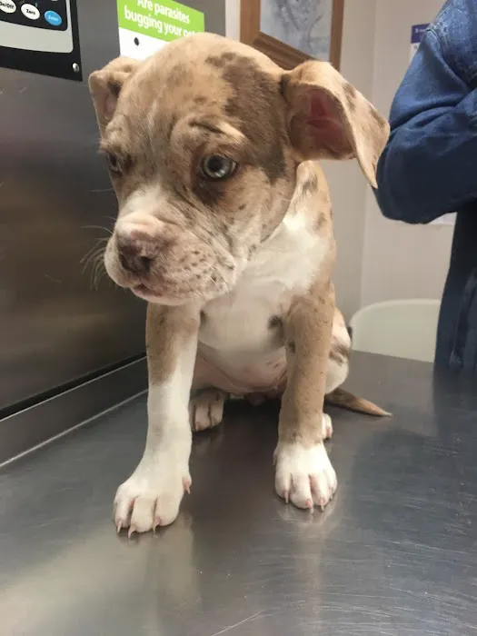 Animals First + Veterinary Hospital & Urgent Care Picture 9