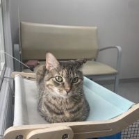Audubon Family Veterinary Center ico
