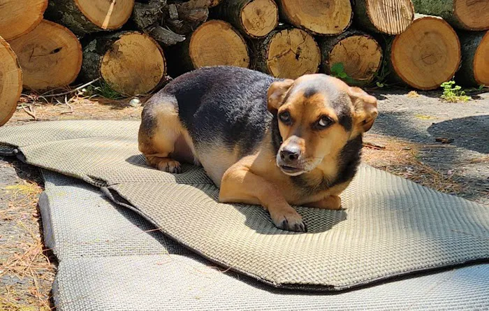 Audubon Family Veterinary Center Picture 6