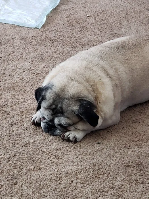 VCA Winslow Animal Hospital Picture 8
