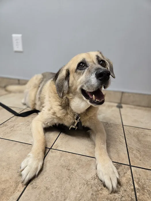 Cross Keys Animal Hospital Picture 3