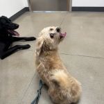 Thrive Pet Healthcare - Sicklerville