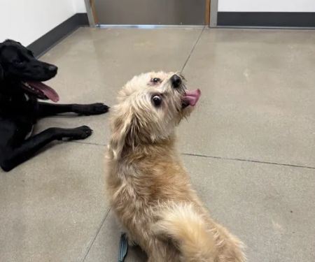 Thrive Pet Healthcare - Sicklerville