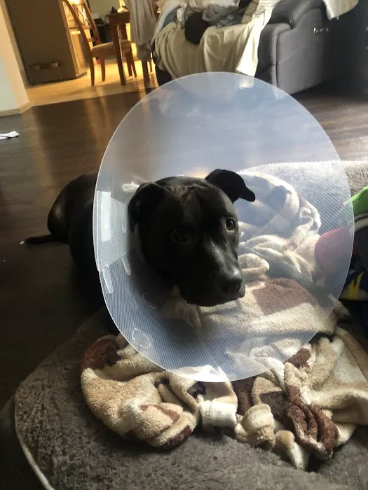 Thrive Pet Healthcare - Sicklerville Picture 5