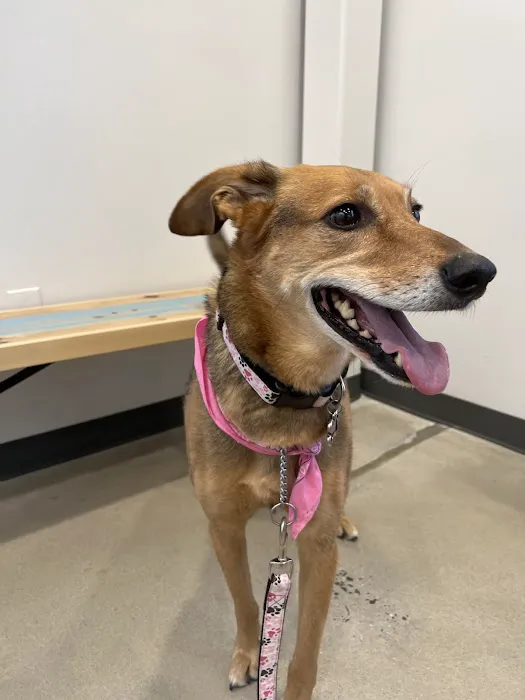 Thrive Pet Healthcare - Sicklerville Picture 6