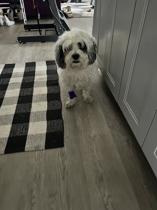 Thrive Pet Healthcare - Sicklerville Picture 7