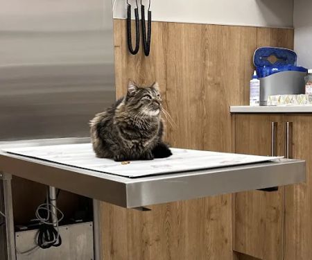 Pet Check Urgent Care