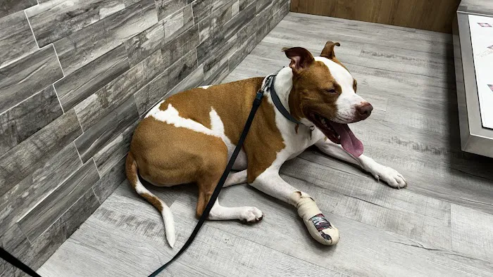 Pet Check Urgent Care Picture 6
