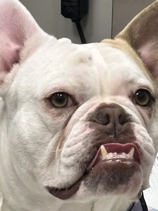 Pet Check Urgent Care Picture 7