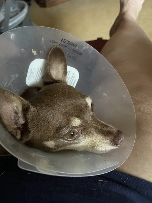 Thrive Pet Healthcare Urgent Care - Turnersville Picture 4