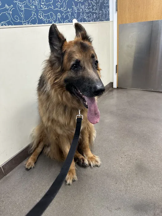 Thrive Pet Healthcare Urgent Care - Turnersville Picture 10