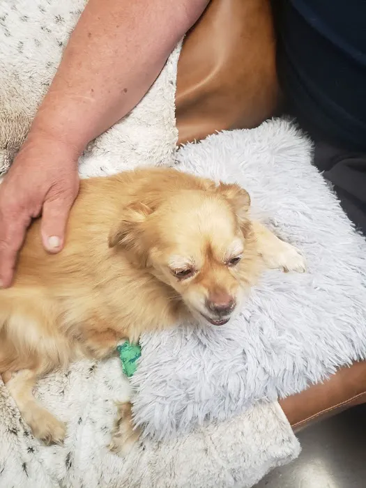 Thrive Pet Healthcare Urgent Care - Turnersville Picture 9