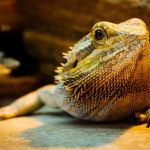 All Creatures Veterinary Care Center