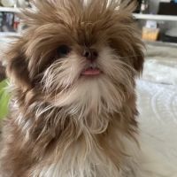 Blackwood Animal Hospital ico