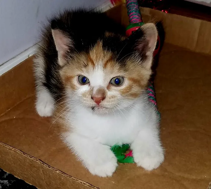 Blackwood Animal Hospital Picture 8