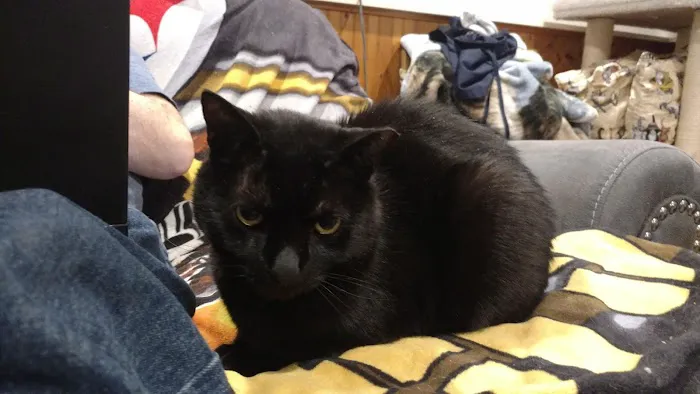 Blackwood Animal Hospital Picture 9