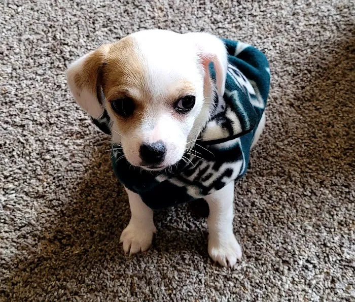 Banfield Pet Hospital Picture 2