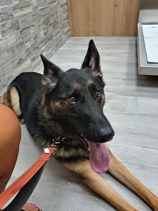 Pet Check Urgent Care Picture 7