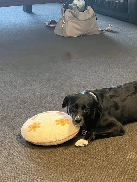 Pet Check Urgent Care Picture 8