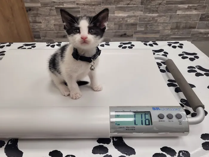 Pet Check Urgent Care Picture 4