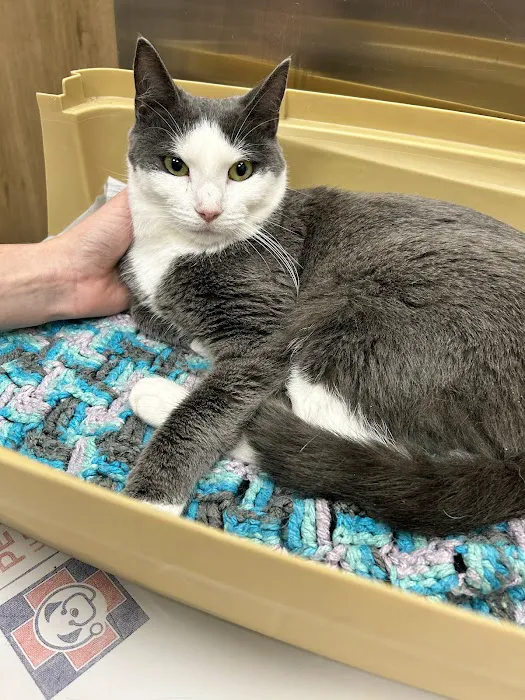 Pet Check Urgent Care Picture 10
