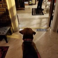 Sheehan Veterinary Centre ico