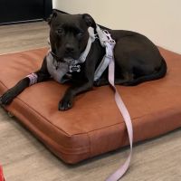 Heart + Paw ico